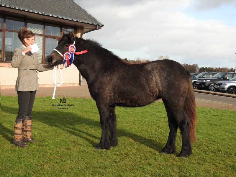 Pony Show Results