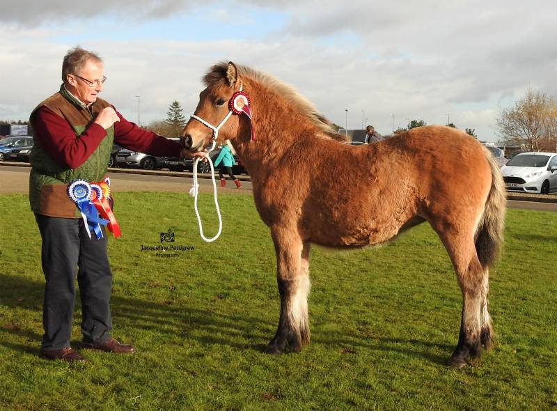 Reserve Highland Champion