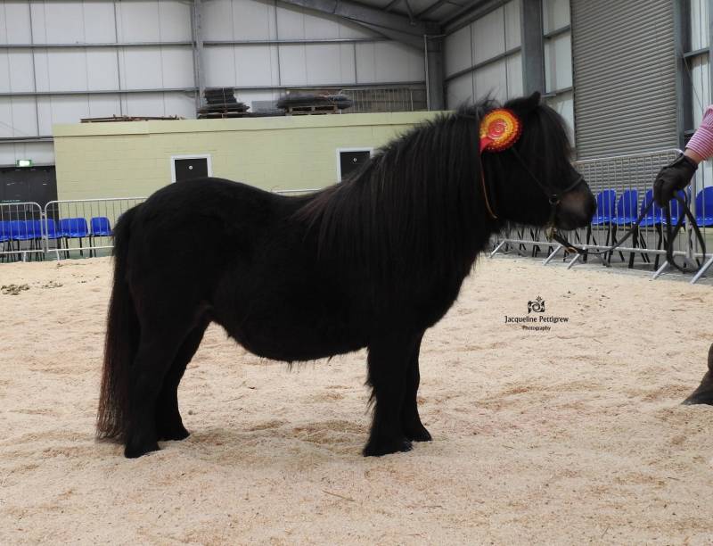 Best Miniature Shetland