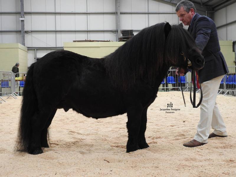 Champion Shetland