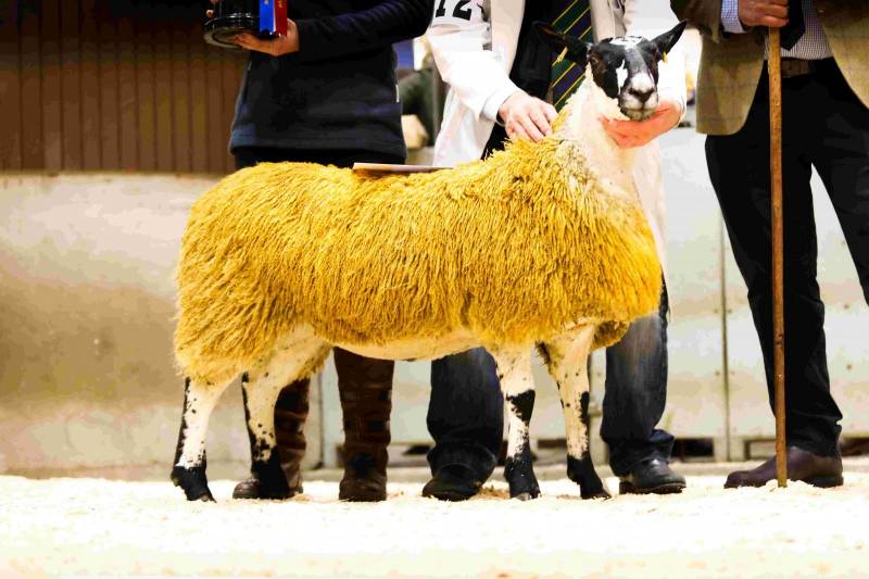 This Mule from John Guild won the non-MV pedigree lambs at LiveScot 