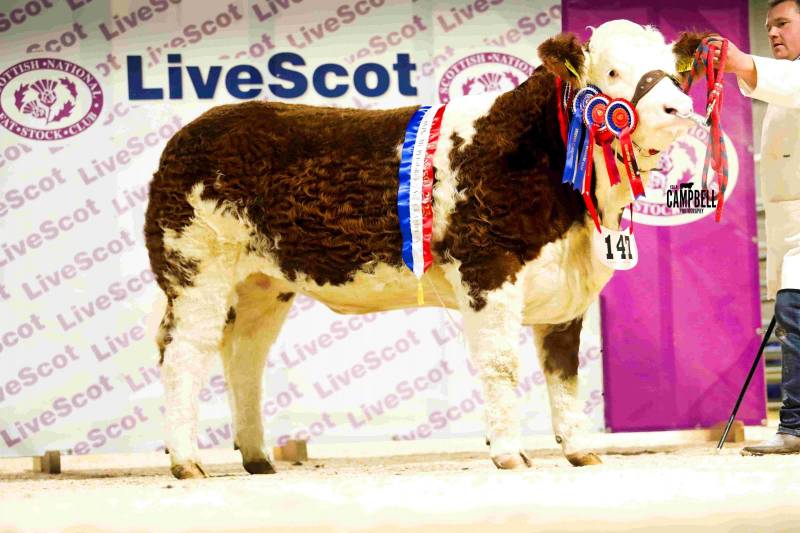 Delfur farms produced this Simmental as the pedigree calf championship at LiveScot 