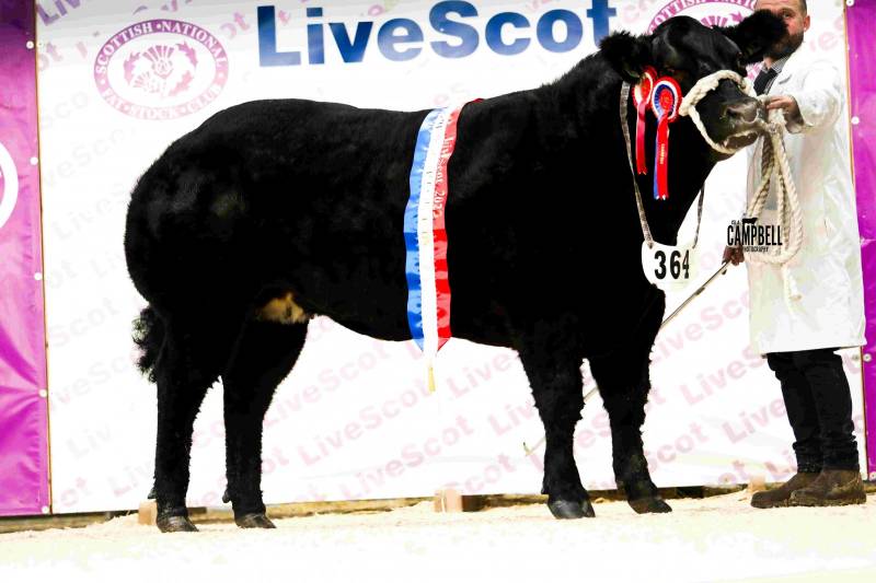 Starlight took the championship among the cattle at LiveScot 2023 for James Nisbet 