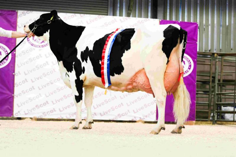The dairy show is also held at LiveScot this year won by the Baillies 
