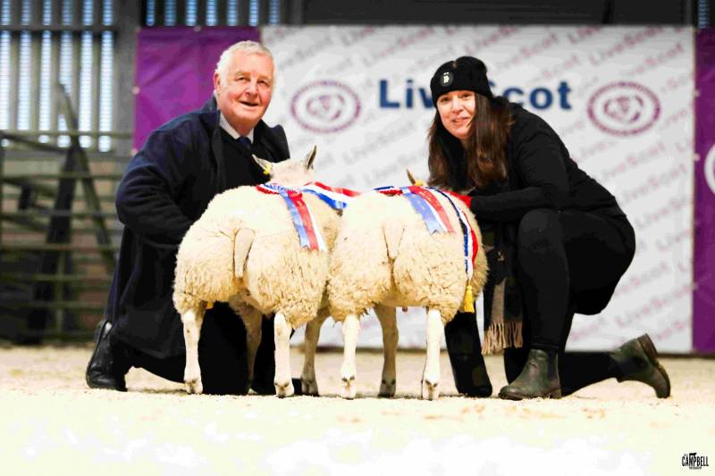 Lamb champion 2023 came from John Guthrie, Cuiltburn 